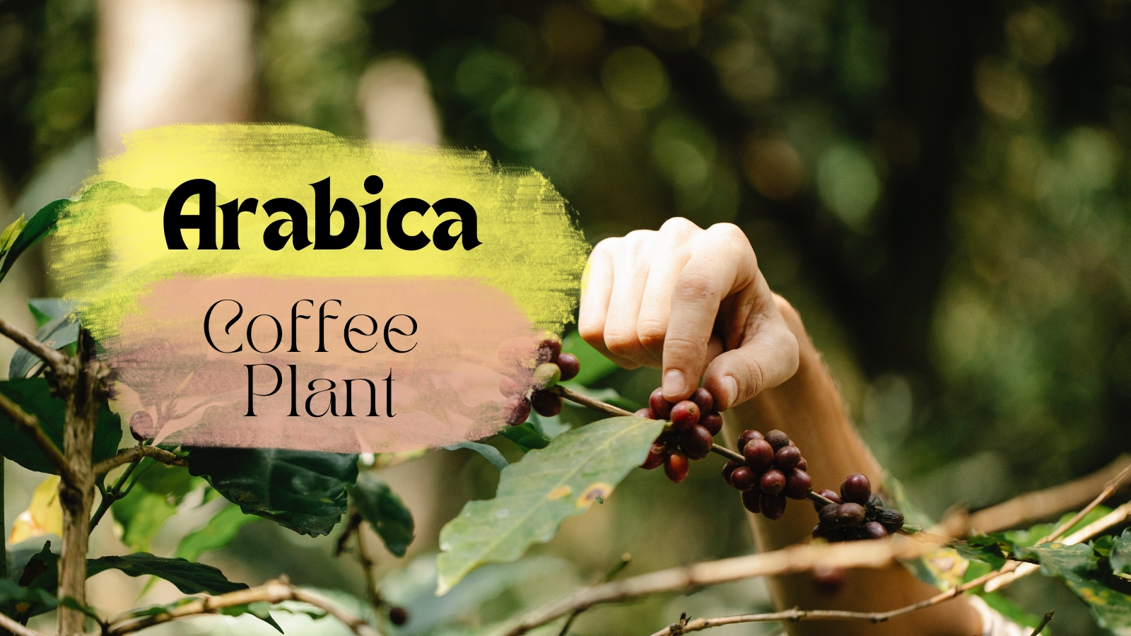 Arabica Coffee Plant – Care, Growth & Maintenance